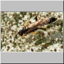 Ichneumon sarcitorius - Schlupfwespe m01d 15mm fdet02.jpg